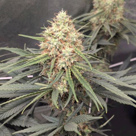 DGP growlog timeline photo