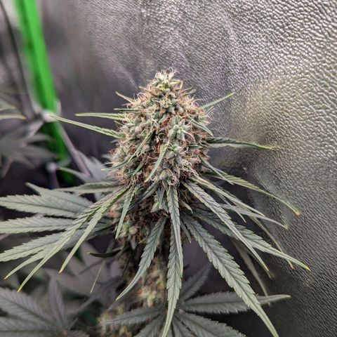 DGP growlog timeline photo