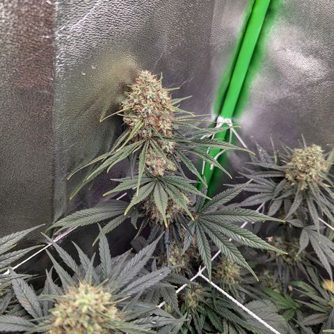 DGP growlog timeline photo