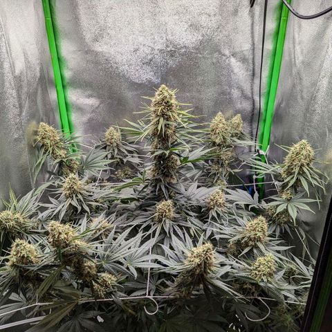 DGP growlog timeline photo