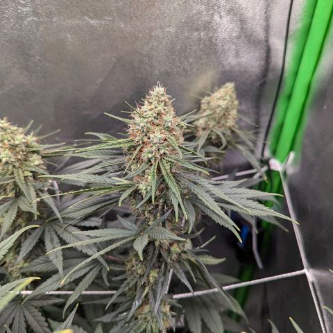 DGP growlog timeline photo