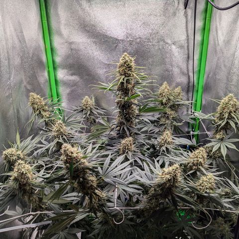 DGP growlog timeline photo