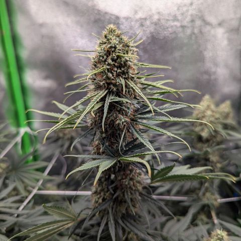 DGP growlog timeline photo