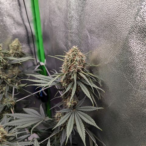 DGP growlog timeline photo