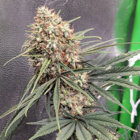 DGP growlog timeline photo