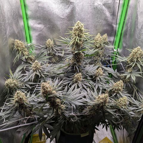 DGP growlog photo: Gebogene Blattspitzen wahrscheinlich durch Hitze-Stress