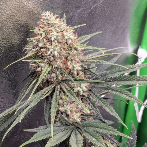DGP growlog photo: Gebogene Blattspitzen wahrscheinlich durch Hitze-Stress