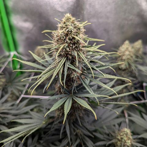 DGP growlog photo: Gebogene Blattspitzen wahrscheinlich durch Hitze-Stress