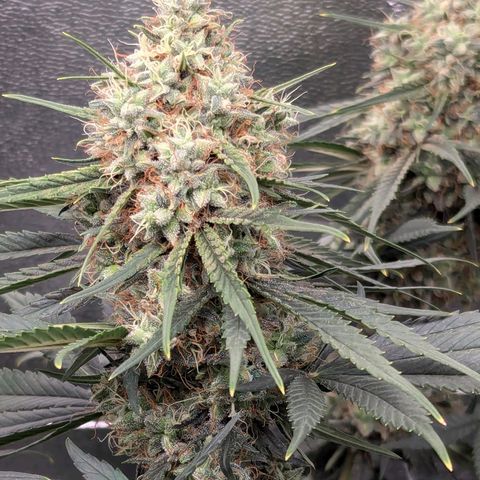 DGP growlog photo: Gebogene Blattspitzen wahrscheinlich durch Hitze-Stress