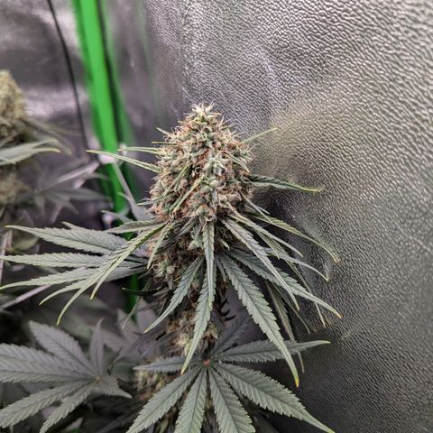 DGP growlog photo: Gebogene Blattspitzen wahrscheinlich durch Hitze-Stress