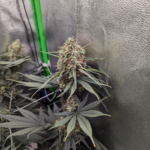 DGP growlog timeline photo