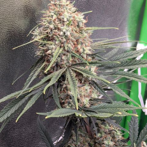 DGP growlog timeline photo