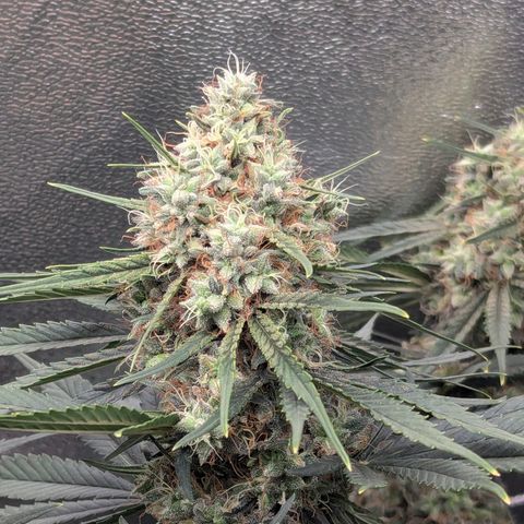 DGP growlog timeline photo