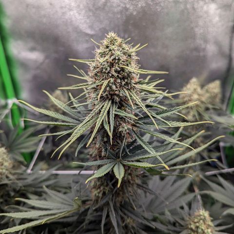 DGP growlog timeline photo