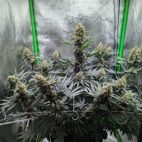 DGP growlog timeline photo