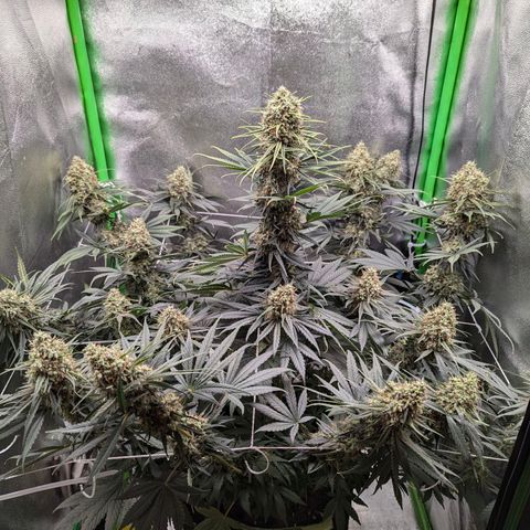 DGP growlog timeline photo