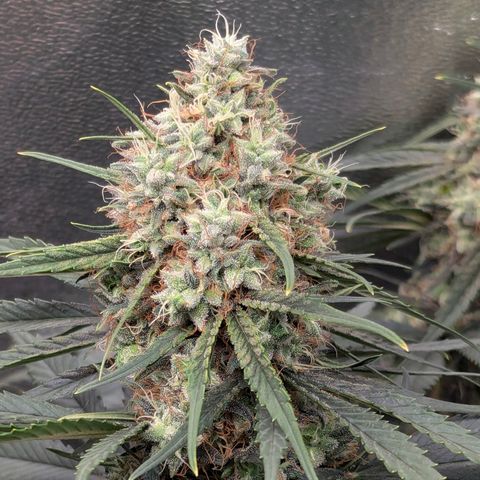 DGP growlog timeline photo