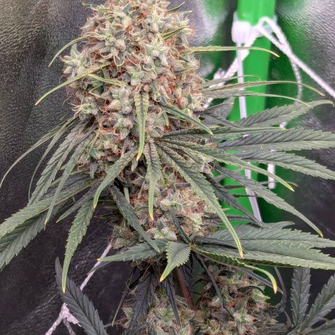 DGP growlog timeline photo