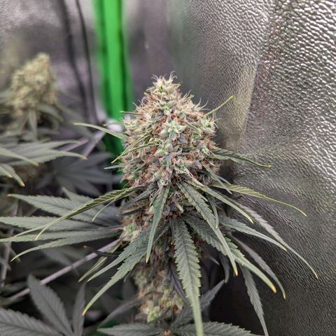 DGP growlog timeline photo