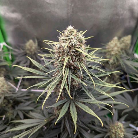 DGP growlog timeline photo
