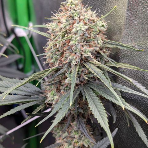 DGP growlog timeline photo