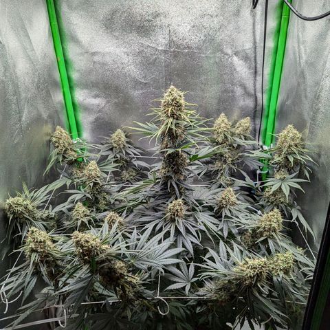 DGP growlog timeline photo