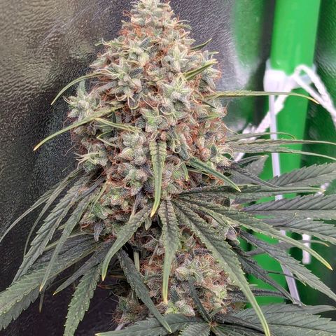 DGP growlog timeline photo