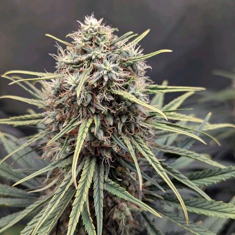 DGP growlog timeline photo