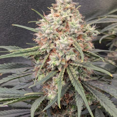 DGP growlog timeline photo