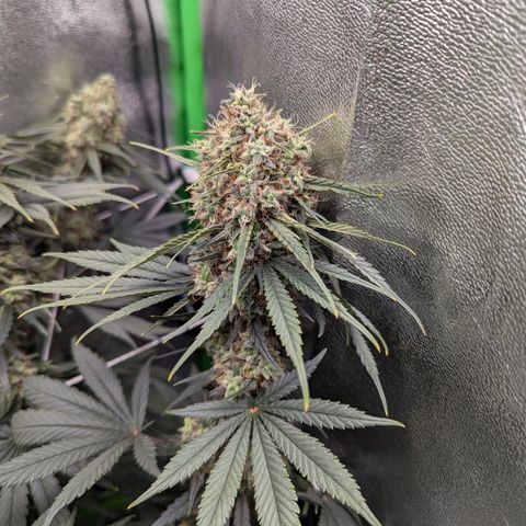 DGP growlog timeline photo