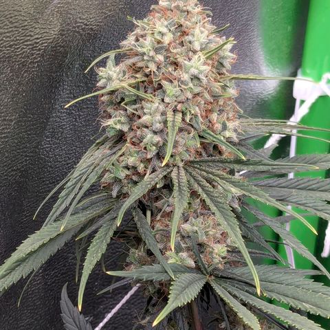 DGP growlog timeline photo