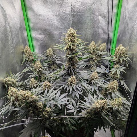 DGP growlog timeline photo