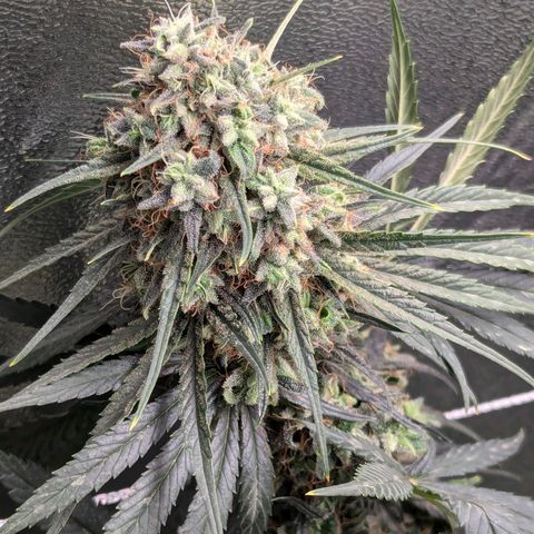 DGP growlog timeline photo