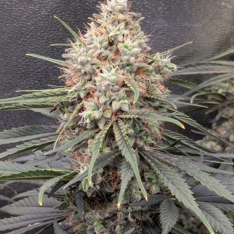 DGP growlog timeline photo