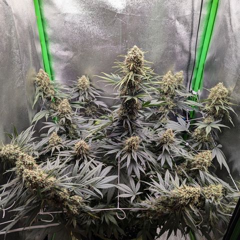 DGP growlog timeline photo