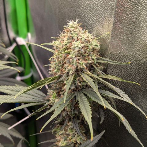 DGP growlog timeline photo