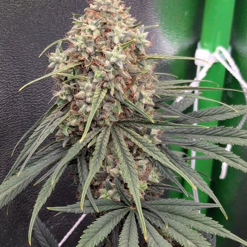 DGP growlog timeline photo