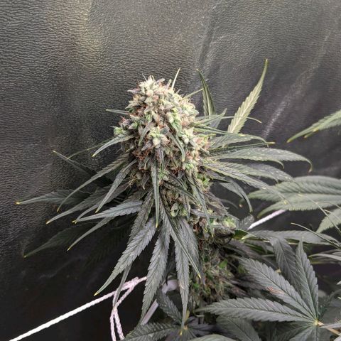 DGP growlog timeline photo