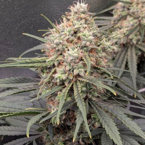 DGP growlog timeline photo