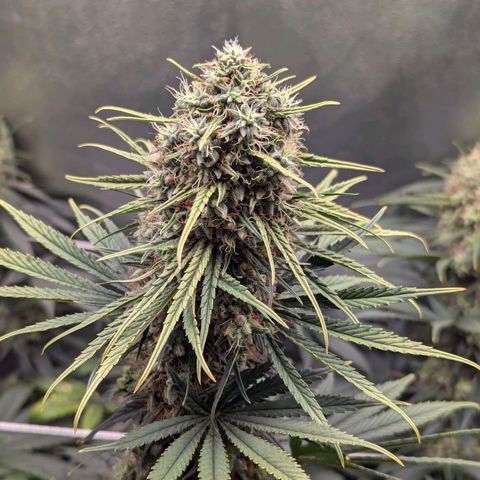 DGP growlog timeline photo