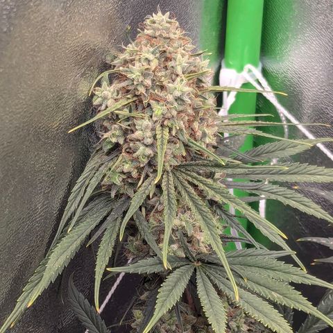 DGP growlog timeline photo