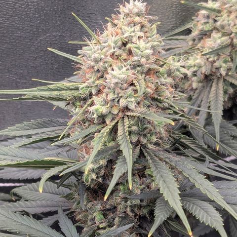 DGP growlog timeline photo