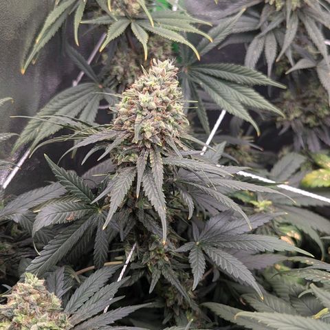 DGP growlog timeline photo