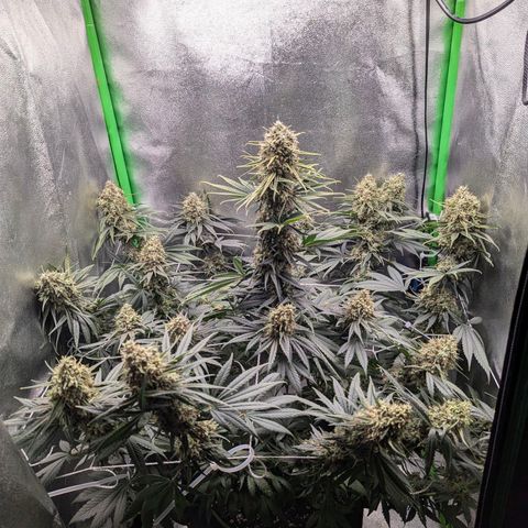 DGP growlog timeline photo