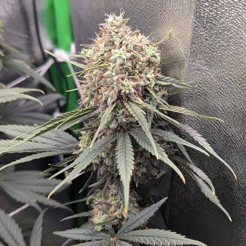 DGP growlog timeline photo