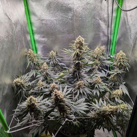 DGP growlog timeline photo