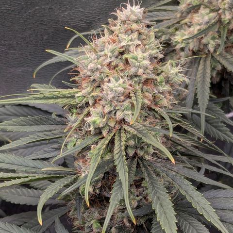 DGP growlog timeline photo