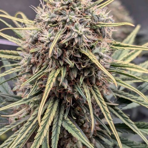 DGP growlog timeline photo