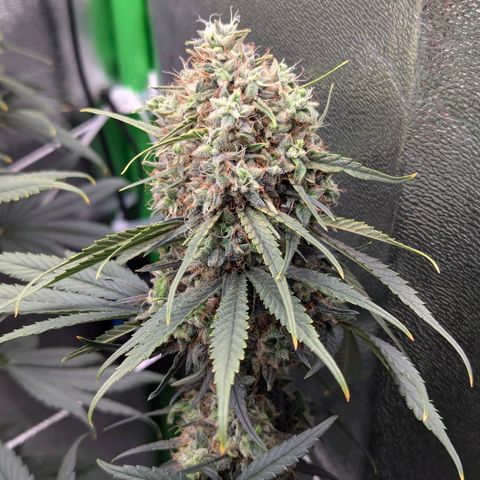 DGP growlog timeline photo