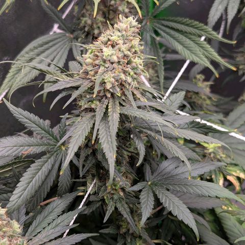 DGP growlog timeline photo